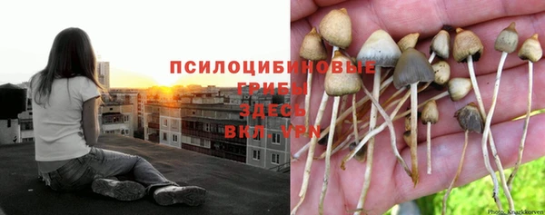 ГАЛЛЮЦИНОГЕННЫЕ ГРИБЫ Алексеевка